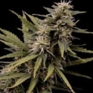 Nemesis Cannabisblüte – gewachsen aus Feminisierte Hanfsamen von Seedsman
