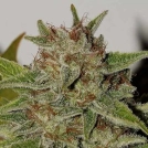 Northern Soul Cannabisblüte – gewachsen aus Feminisierte Hanfsamen von Seedsman