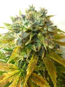 ONYX Auto Cannabisblüte – gewachsen aus Automatic Hanfsamen von Seedsman