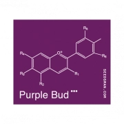 Purple Bud Cannabisblüte – gewachsen aus Regulaere Hanfsamen von Seedsman