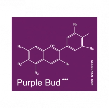 Purple Bud Cannabisblüte – gewachsen aus Regulaere Hanfsamen von Seedsman