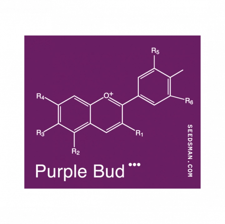 Purple Bud – Seedsman – Regulär