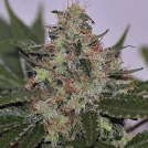 Skunk #1 Cannabisblüte – gewachsen aus Feminisierte Hanfsamen von Seedsman