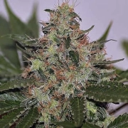 Skunk #1 – Seedsman – Feminisiert – Produktansicht 2