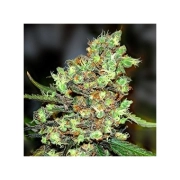Skunk #1 – Seedsman – Regulär