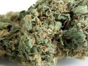 Skunk #1 – Seedsman – Regulär – Produktansicht 2