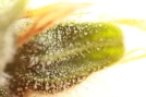 Skunk #1 Auto Cannabisblüte – gewachsen aus Automatic Hanfsamen von Seedsman