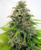 Somango Cannabisblüte – gewachsen aus Feminisierte Hanfsamen von Seedsman