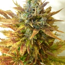 Sour Diesel Haze Auto Cannabisblüte – gewachsen aus Automatic Hanfsamen von Seedsman