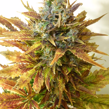 Sour Diesel Haze Auto Cannabisblüte – gewachsen aus Automatic Hanfsamen von Seedsman