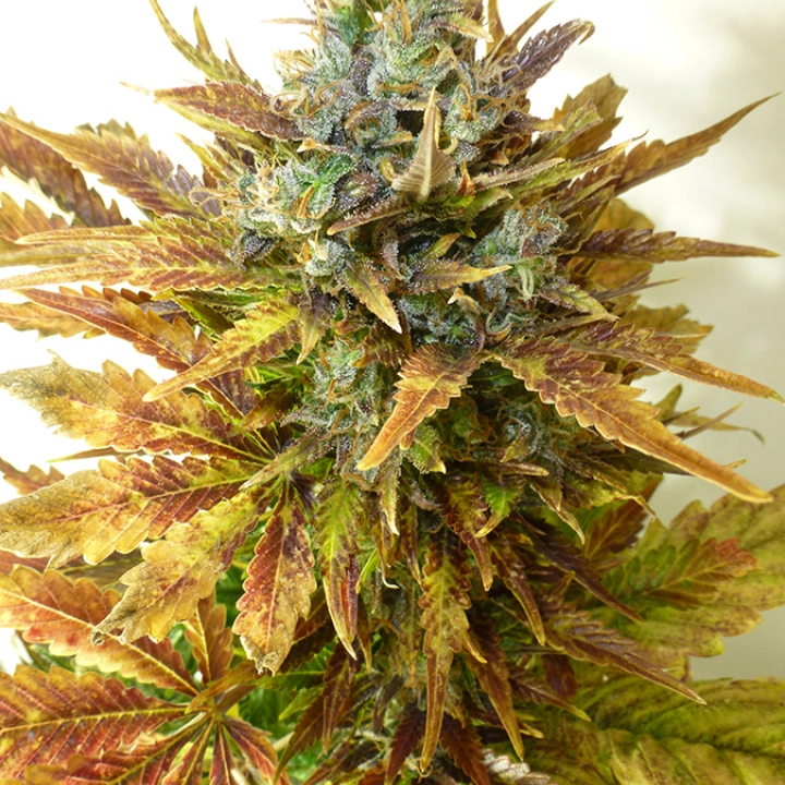 Sour Diesel Haze Auto – Seedsman – Autoflowering