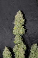 Sweet Tooth Auto Cannabisblüte – gewachsen aus Automatic Hanfsamen von Seedsman