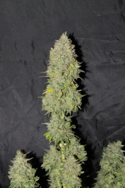 Sweet Tooth Auto Cannabisblüte – gewachsen aus Automatic Hanfsamen von Seedsman