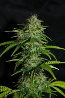 UK Cheese Auto Cannabisblüte – gewachsen aus Automatic Hanfsamen von Seedsman