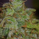 Velvet Bud Cannabisblüte – gewachsen aus Feminisierte Hanfsamen von Seedsman
