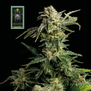 White Widow – Seedsman – Feminisiert – Produktansicht 2