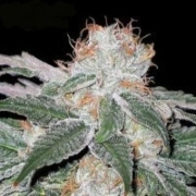 White Widow – Seedsman – Regulär – Produktansicht 2