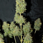 White Widow Auto Cannabisblüte – gewachsen aus Automatic Hanfsamen von Seedsman