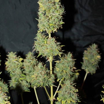 White Widow Auto Cannabisblüte – gewachsen aus Automatic Hanfsamen von Seedsman
