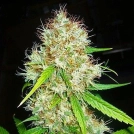 Afghani #1 Cannabisblüte – gewachsen aus Regulaere Hanfsamen von Sensi Seeds
