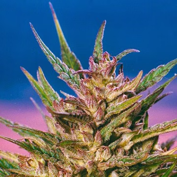 American Dream Cannabisblüte – gewachsen aus Regulaere Hanfsamen von Sensi Seeds