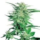 Big Bud Cannabisblüte – gewachsen aus Feminisierte Hanfsamen von Sensi Seeds