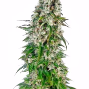Big Bud Auto Cannabisblüte – gewachsen aus Automatic Hanfsamen von Sensi Seeds