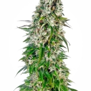 Big Bud Auto Cannabisblüte – gewachsen aus Automatic Hanfsamen von Sensi Seeds