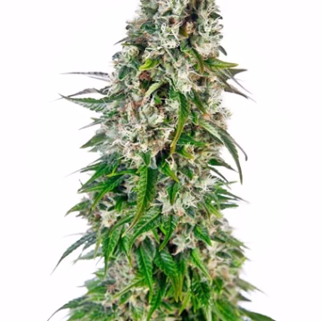 Big Bud Auto Cannabisblüte – gewachsen aus Automatic Hanfsamen von Sensi Seeds