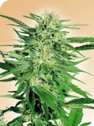 Big Bud Cannabisblüte – gewachsen aus Regulaere Hanfsamen von Sensi Seeds
