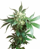 Black Domina Cannabisblüte – gewachsen aus Feminisierte Hanfsamen von Sensi Seeds