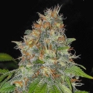 Black Domina Cannabisblüte – gewachsen aus Regulaere Hanfsamen von Sensi Seeds