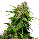 California Indica Cannabisblüte – gewachsen aus Regulaere Hanfsamen von Sensi Seeds