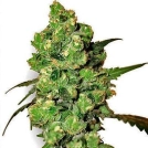Durban Cannabisblüte – gewachsen aus Regulaere Hanfsamen von Sensi Seeds