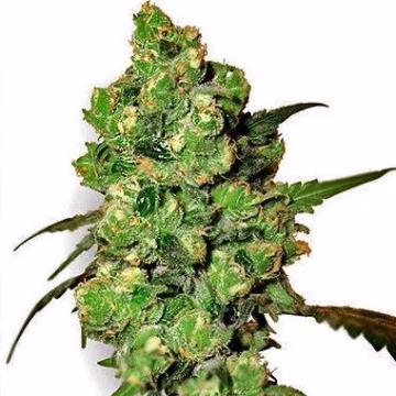 Durban Cannabisblüte – gewachsen aus Regulaere Hanfsamen von Sensi Seeds