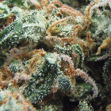 Early Girl Cannabisblüte – gewachsen aus Regulaere Hanfsamen von Sensi Seeds