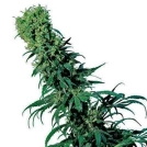 Early Pearl Cannabisblüte – gewachsen aus Regulaere Hanfsamen von Sensi Seeds