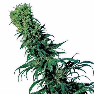 Early Pearl Cannabisblüte – gewachsen aus Regulaere Hanfsamen von Sensi Seeds