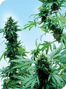 Early Skunk Cannabisblüte – gewachsen aus Regulaere Hanfsamen von Sensi Seeds