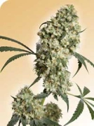 Ed Rosenthal Superbud Cannabisblüte – gewachsen aus Regulaere Hanfsamen von Sensi Seeds