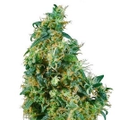 First Lady Cannabisblüte – gewachsen aus Regulaere Hanfsamen von Sensi Seeds