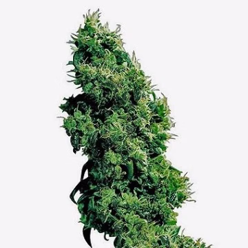 Four Way Cannabisblüte – gewachsen aus Regulaere Hanfsamen von Sensi Seeds