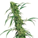 Fruity Juice Cannabisblüte – gewachsen aus Regulaere Hanfsamen von Sensi Seeds