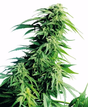 Hindu Kush Cannabisblüte – gewachsen aus Feminisierte Hanfsamen von Sensi Seeds