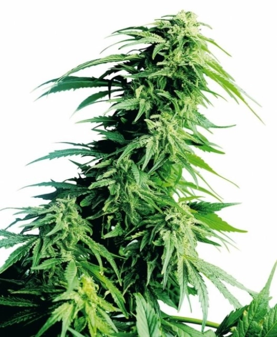 Hindu Kush – Sensi Seeds – Feminisiert
