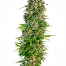 Hindu Kush Auto Cannabisblüte – gewachsen aus Automatic Hanfsamen von Sensi Seeds