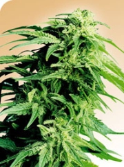 Hindu Kush plant von sensi seeds.