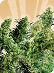 Indoor Mix Cannabisblüte – gewachsen aus Regulaere Hanfsamen von Sensi Seeds