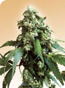 Jack Flash Cannabisblüte – gewachsen aus Regulaere Hanfsamen von Sensi Seeds