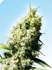 Jamaican Pearl Cannabisblüte – gewachsen aus Regulaere Hanfsamen von Sensi Seeds